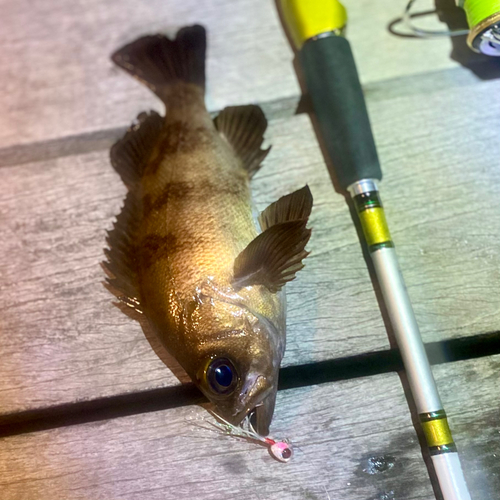 メバルの釣果