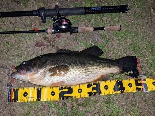 ブラックバスの釣果