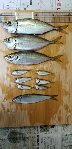 アジの釣果