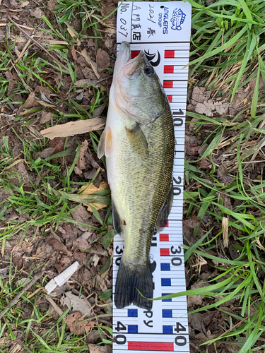 ブラックバスの釣果