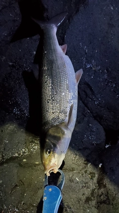 ウグイの釣果