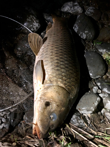 コイの釣果