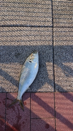 コノシロの釣果