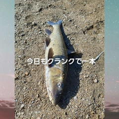 ニゴイの釣果