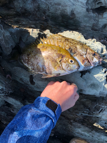 アイゴの釣果