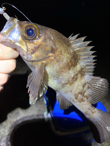 メバルの釣果