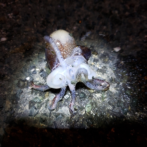 ミミイカの釣果