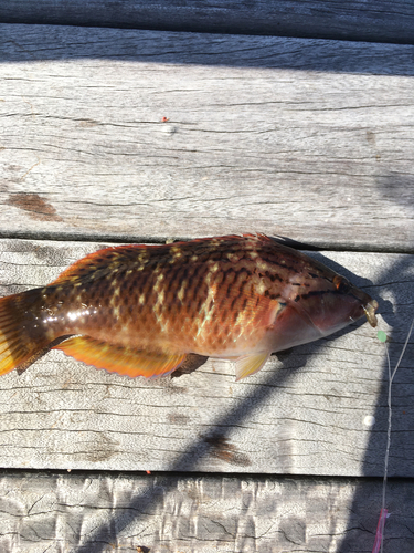 アカササノハベラの釣果