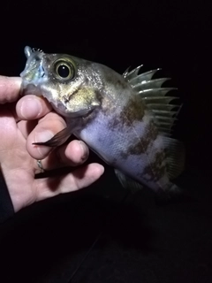 メバルの釣果