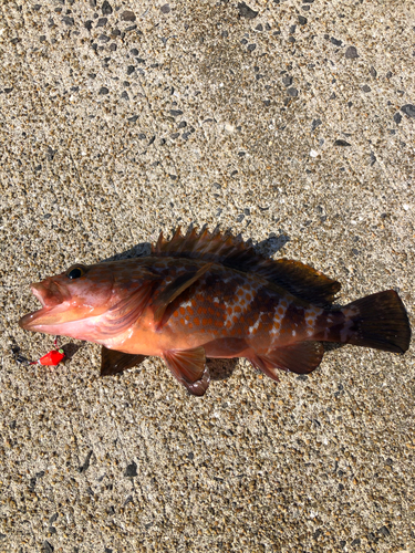 アコウの釣果