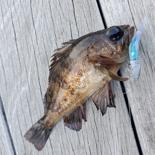 メバルの釣果