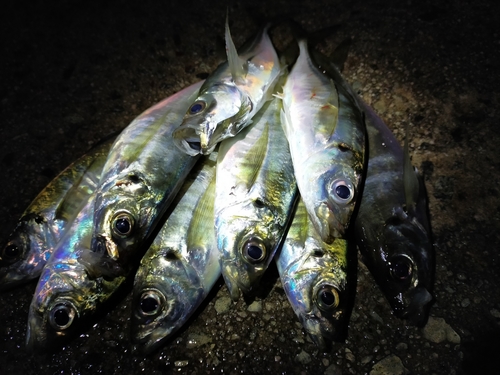 アジの釣果