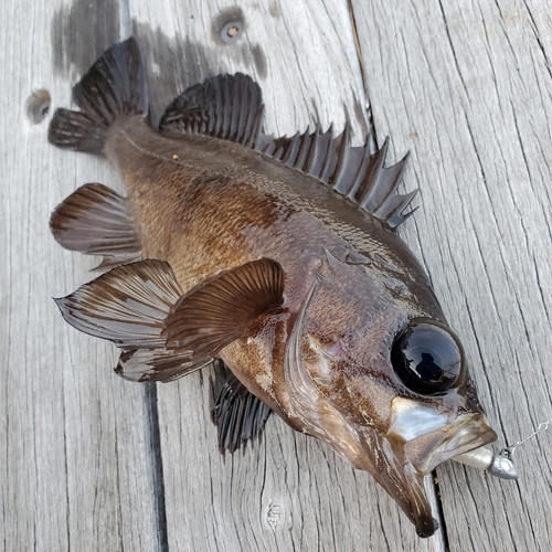 メバルの釣果