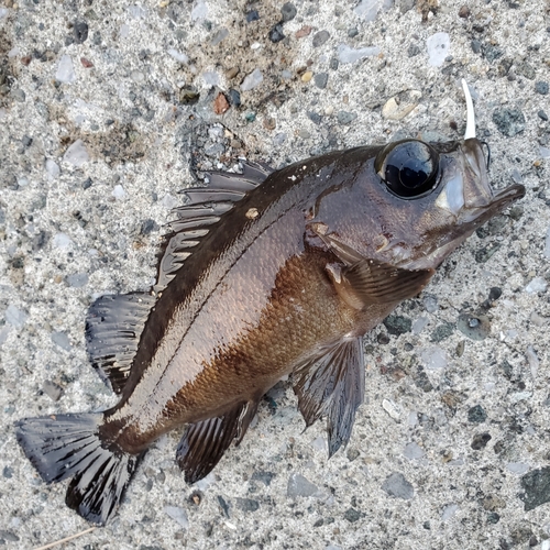 メバルの釣果