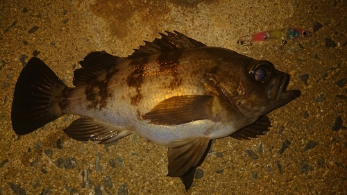 メバルの釣果