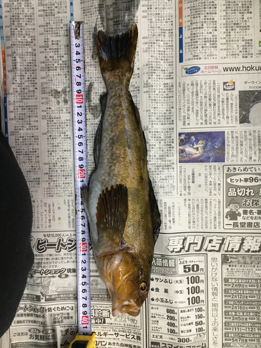 アイナメの釣果