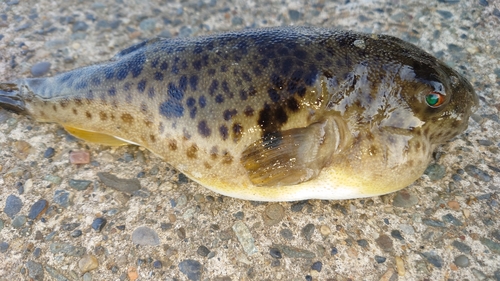 クサフグの釣果