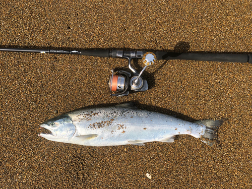 サクラマスの釣果