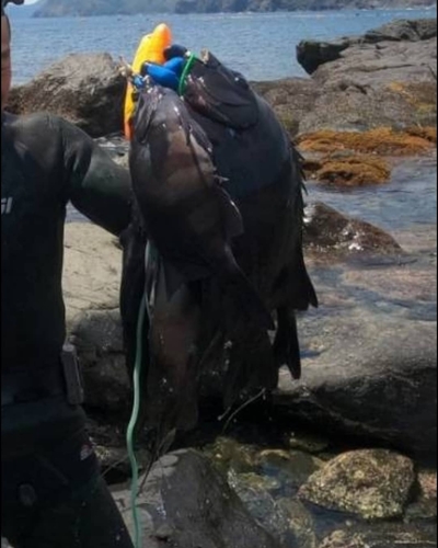 イシダイの釣果