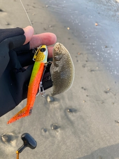 シタビラメの釣果