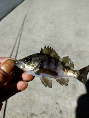 メバルの釣果