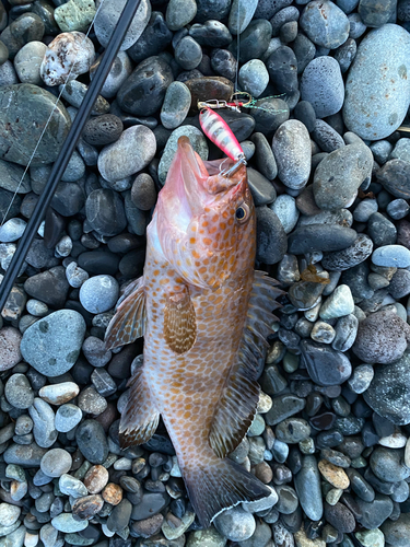 オオモンハタの釣果