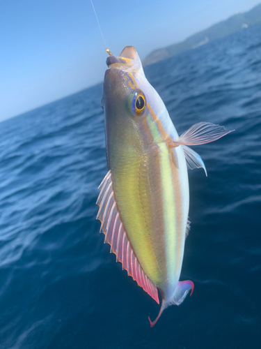 キツネウオの釣果