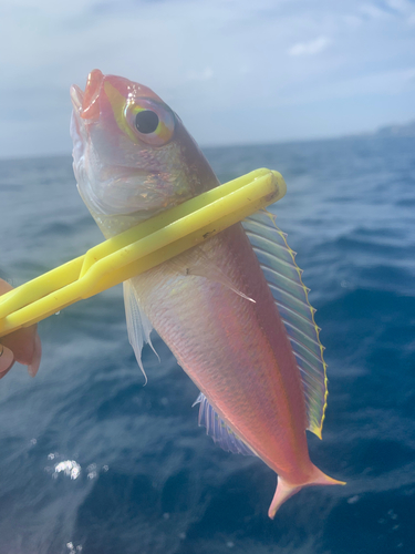 イトヨリダイの釣果