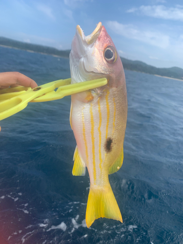 ニセクロホシフエダイの釣果