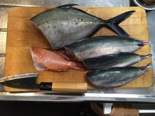 ムロアジの釣果