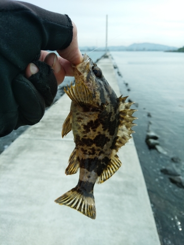 タケノコメバルの釣果