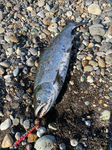 サクラマスの釣果