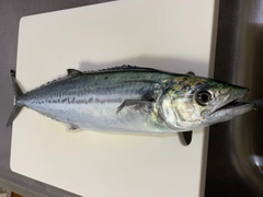 サゴシの釣果