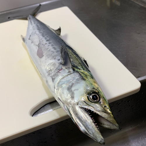 サゴシの釣果