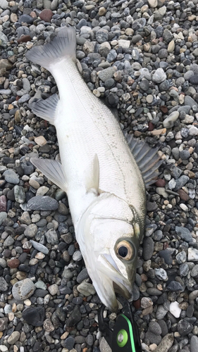 フッコ（ヒラスズキ）の釣果