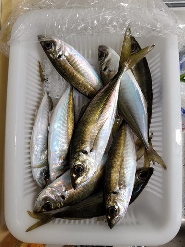 アジの釣果