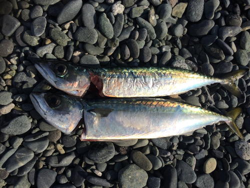 サバの釣果