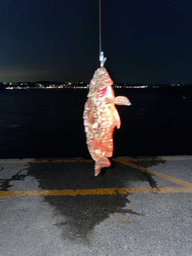 オニカサゴの釣果