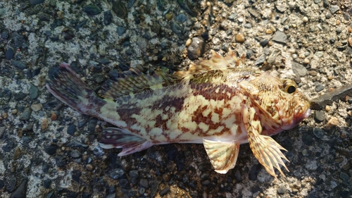 カサゴの釣果