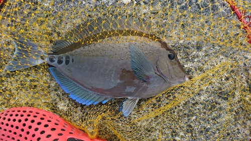 ニザダイの釣果