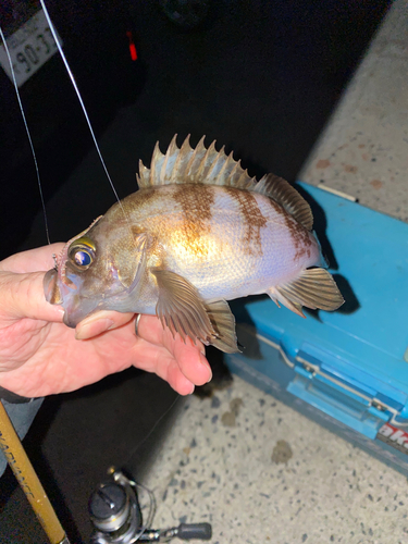 メバルの釣果