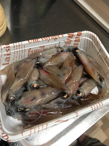 ホタルイカの釣果