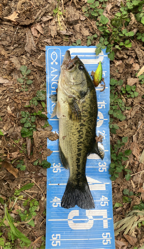 ブラックバスの釣果