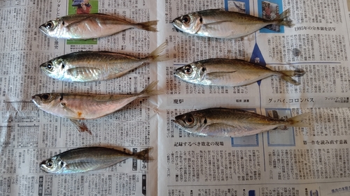 アジの釣果