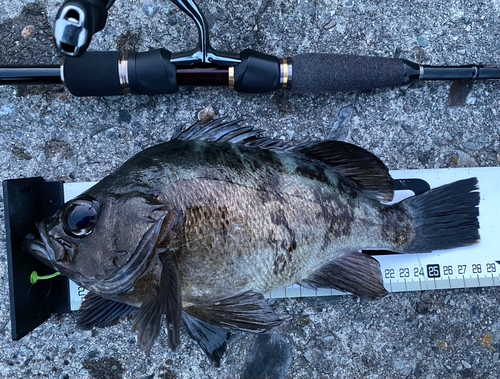 クロメバルの釣果