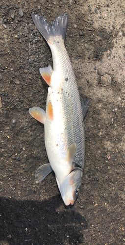 ウグイの釣果