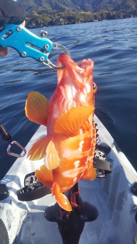 アカハタの釣果