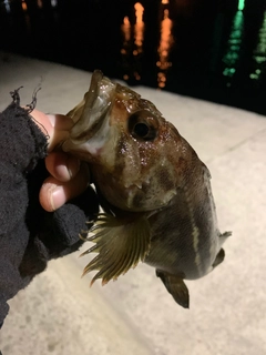 シマゾイの釣果