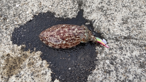 モンゴウイカの釣果