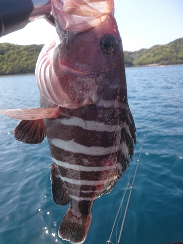 マハタの釣果